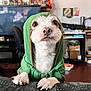 Lucky is registered to the contest to win money with this photo: dog, puppy, green_hoodie, pet, cute, indoor, leather, furniture, close_up, small_dog, animal, looking_up, white_fur, clothing, household, background, cozy, expression, front_paws, domestic