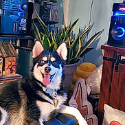 Cash joined the competition — help win amazing prizes! dog, husky, indoor, plant, chair, pillow, decor, smiling, tongue_out, lightning_bolt, speaker, wooden_furniture, shelf, books, vinyl_player, cushion, cozy, black_and_white, pet, happy