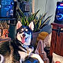 dog, husky, indoor, plant, chair, pillow, decor, smiling, tongue_out, lightning_bolt, speaker, wooden_furniture, shelf, books, vinyl_player, cushion, cozy, black_and_white, pet, happy