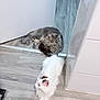 Dior is registered to the contest to win money with this photo: animal, calm, cat, cats, curious, domestic, doorway, floor, fluffy, fur, gray_cat, home, indoor, laying_down, pets, quiet, relaxing, two_cats, whiskers, white_cat