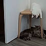 Dior is registered to the contest to win money with this photo: animal, cat, cats, corner, curious, door, feline, floor, fur, gray_cat, home, indoor, perched, pet, playful, quiet, resting, stool, white_cat, wooden_stool
