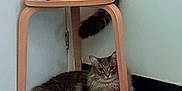Dior is registered to the contest to win money with this photo: animal, cat, corner, curious, cute, domestic_animal, ears, feline, floor, fluffy, gray_cat, indoor, pet, relaxed, resting, stool, tail, whiskers, white_cat, wooden_furniture