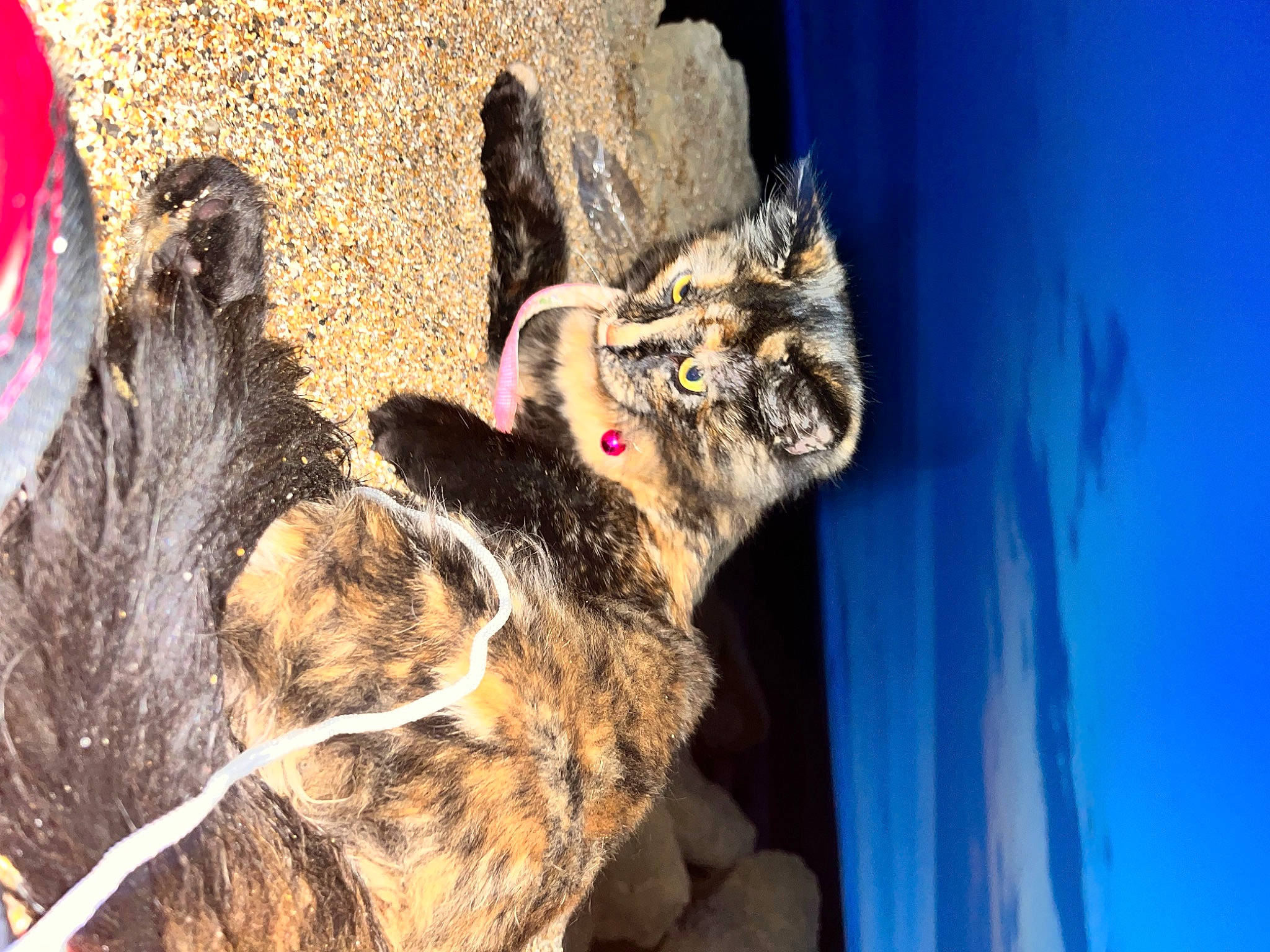 Suki joined the competition — help win amazing prizes! bobcat, canidae, carnivore, cat, claw, dog_breed, domestic_short_haired_cat, fawn, felidae, fur, organism, paw, sky, small_to_medium_sized_cats, sporting_group, tail, terrestrial_animal, whiskers, window, wood