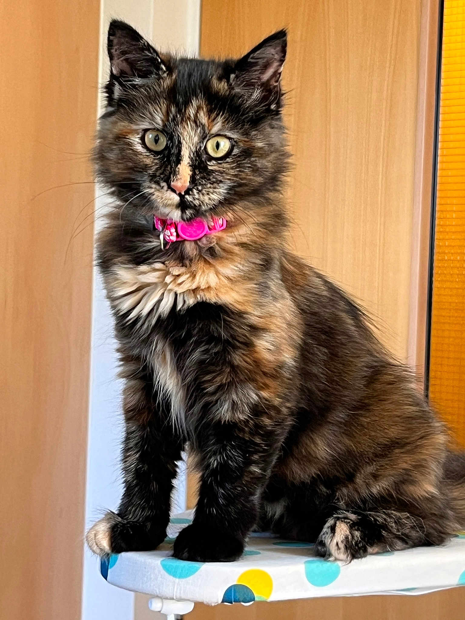 Suki