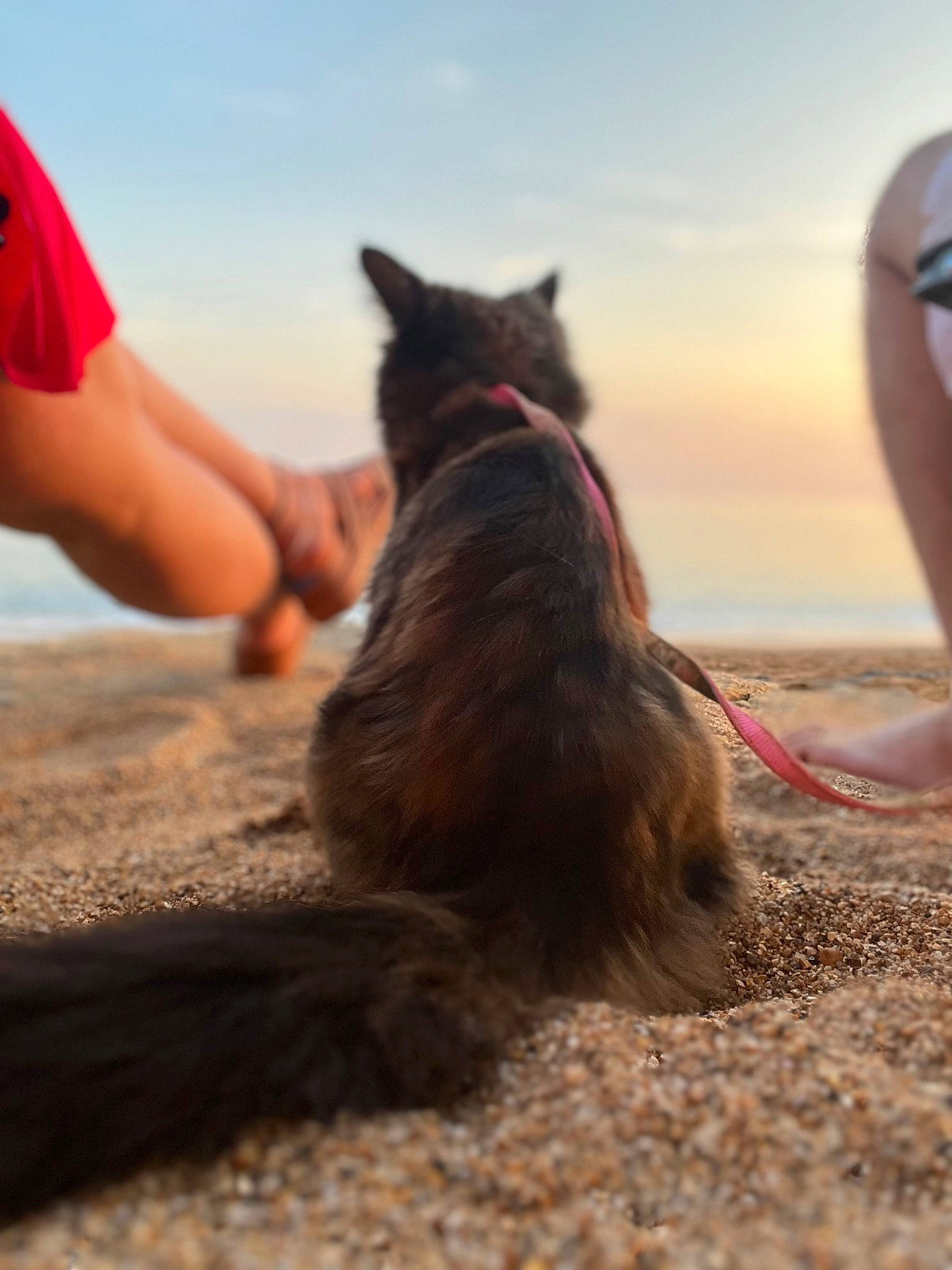 Suki is registered to the contest to win money with this photo: canidae, carnivore, cat, dog_breed, fawn, felidae, fur, human_leg, landscape, long_hair, sand, sitting, sky, small_to_medium_sized_cats, sporting_group, tail, travel, tree, whiskers, wood