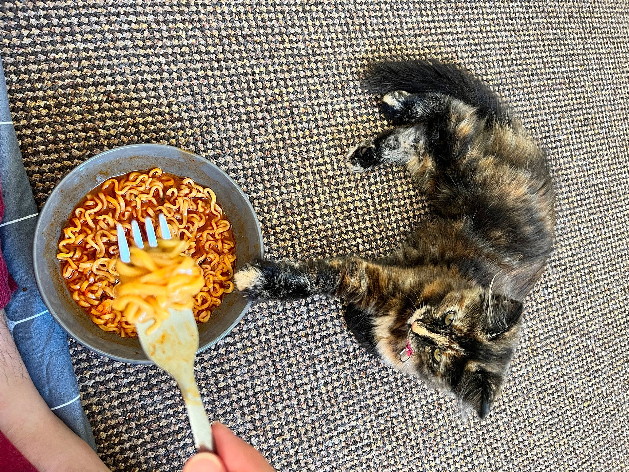 Suki joined the competition — help win amazing prizes! al_dente, carnivore, cat, comfort_food, cuisine, dish, fast_food, felidae, food, ingredient, junk_food, kitchen_utensil, noodle, recipe, rice_noodles, small_to_medium_sized_cats, staple_food, tableware, tail, whiskers