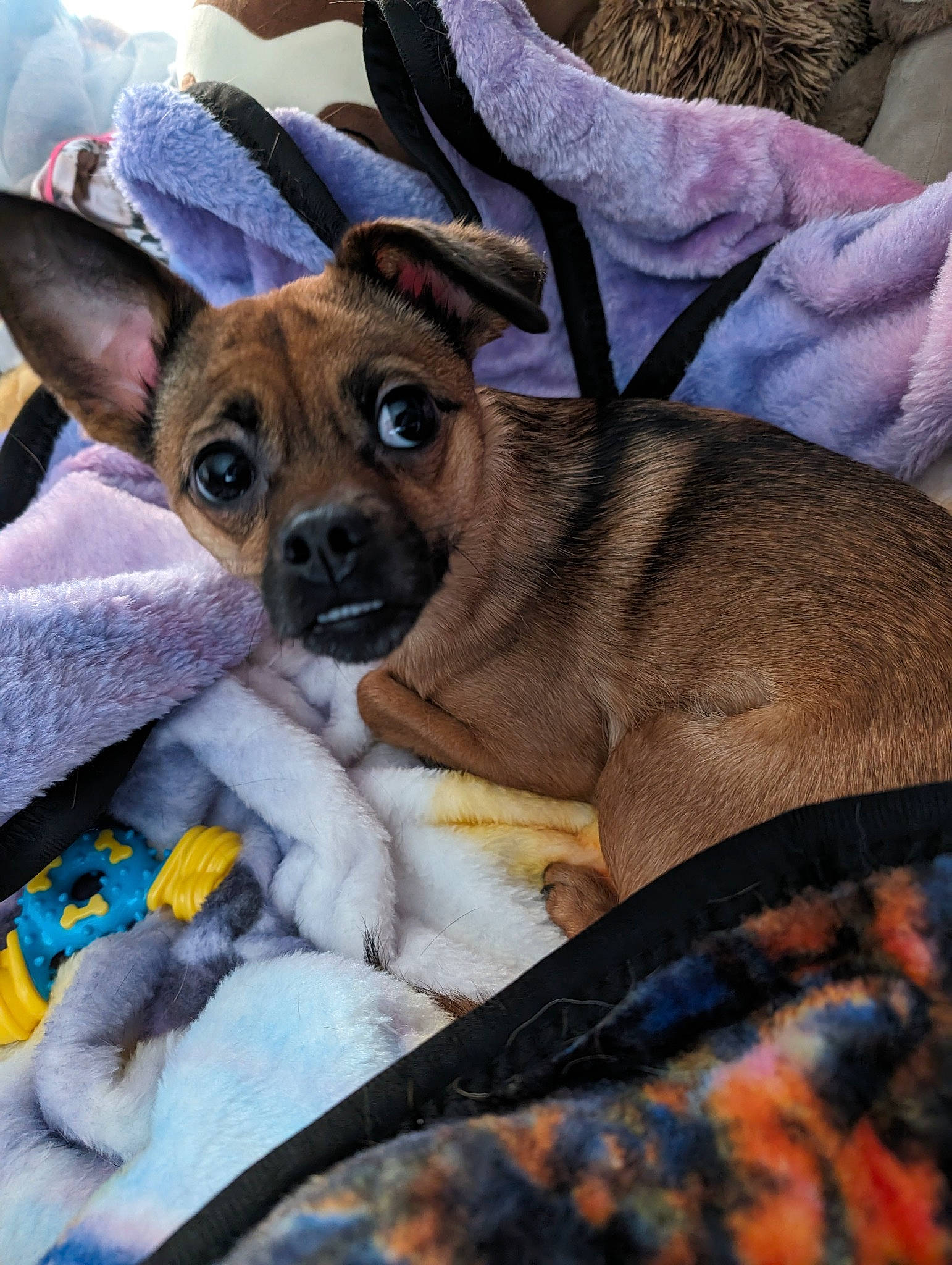 Piper is registered to the contest to win money with this photo: bored, canidae, carnivore, comfort, companion_dog, dog, dog_breed, ear, fawn, fur, non_sporting_group, puppy, snout, sporting_group, terrestrial_animal, toy_dog, whiskers