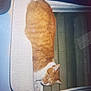 cat, orange_cat, white_cat, window, mat, indoor, pet, feline, sleepy, resting, home, cozy, fur, animal, domestic, texture, vintage, reflection, curtain, window_frame