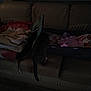 Baby Kitty is registered to the contest to win money with this photo: cat, couch, blanket, bag, indoor, dark, curious, pet, furniture, striped, cozy, home, soft, texture, animal, mammal, tail, exploring, shadow, resting
