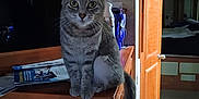 Baby Kitty is registered to the contest to win money with this photo: cat, tabby, indoor, wooden_cabinet, open_door, floor_tiles, curious, animal, pet, feline, tail, eyes, ears, whiskers, room, furniture, lighting, standing, looking, household