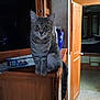 cat, tabby, indoor, wooden_cabinet, open_door, floor_tiles, curious, animal, pet, feline, tail, eyes, ears, whiskers, room, furniture, lighting, standing, looking, household