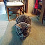 Baby Kitty is registered to the contest to win money with this photo: cat, tabby, indoor, furniture, chair, carpet, resting, pet, animal, cozy, blurred, gray, striped, domestic, home, floor, cushion, relaxed, quiet, soft