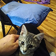 Baby Kitty is registered to the contest to win money with this photo: cat, gray_tabby, pet, hand, lap, cushion, chair, wooden_floor, blankets, indoor, animal, feline, domestic_cat, comfort, curious, wide_eyes, person, seated, cozy, household