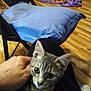 cat, gray_tabby, pet, hand, lap, cushion, chair, wooden_floor, blankets, indoor, animal, feline, domestic_cat, comfort, curious, wide_eyes, person, seated, cozy, household