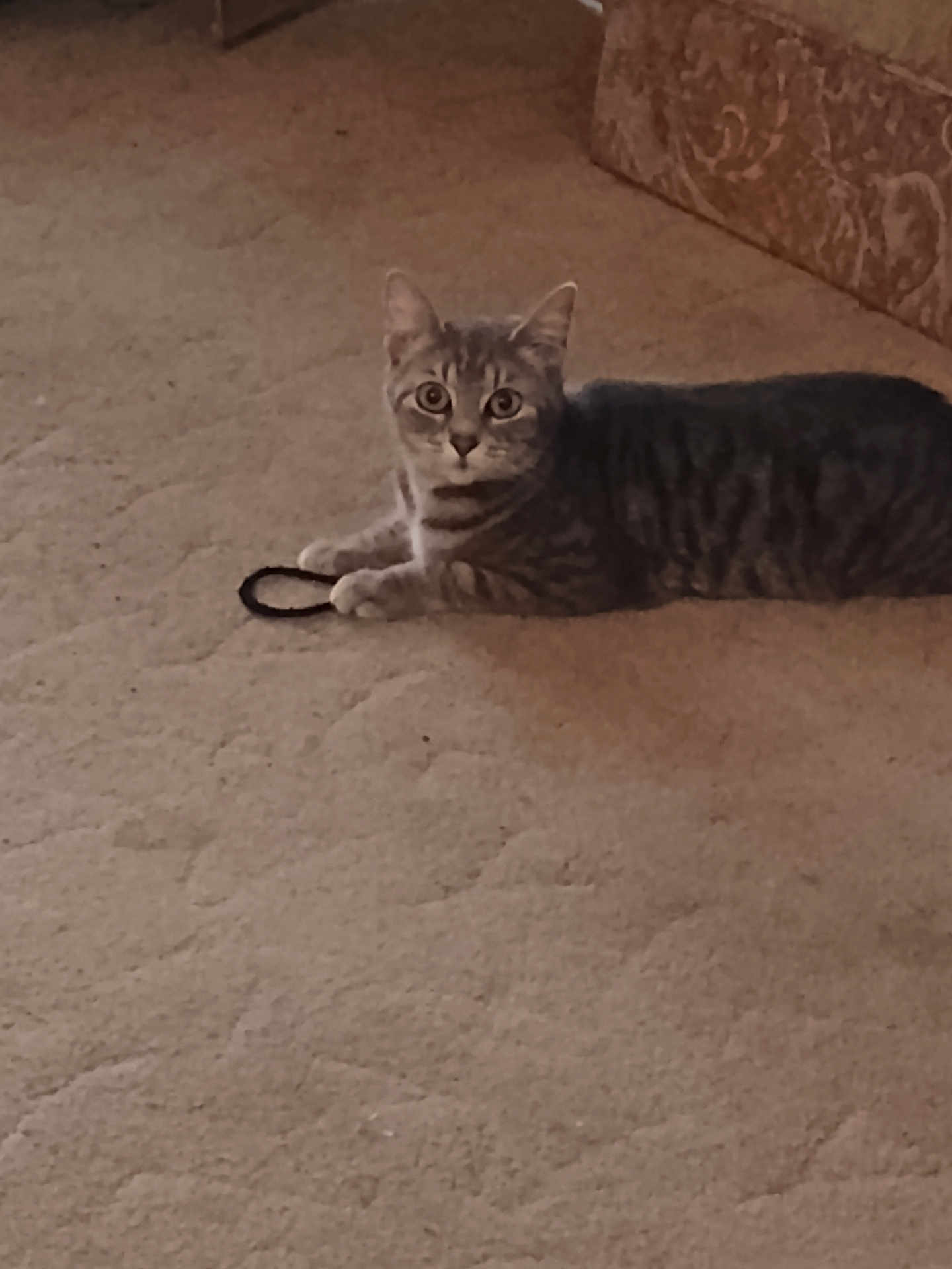 Baby Kitty is registered to the contest to win money with this photo: cat, tabby, carpet, indoor, pet, animal, feline, hair_tie, curious, paws, lying_down, beige, striped, fur, whiskers, ears, eyes, furniture, patterned, home