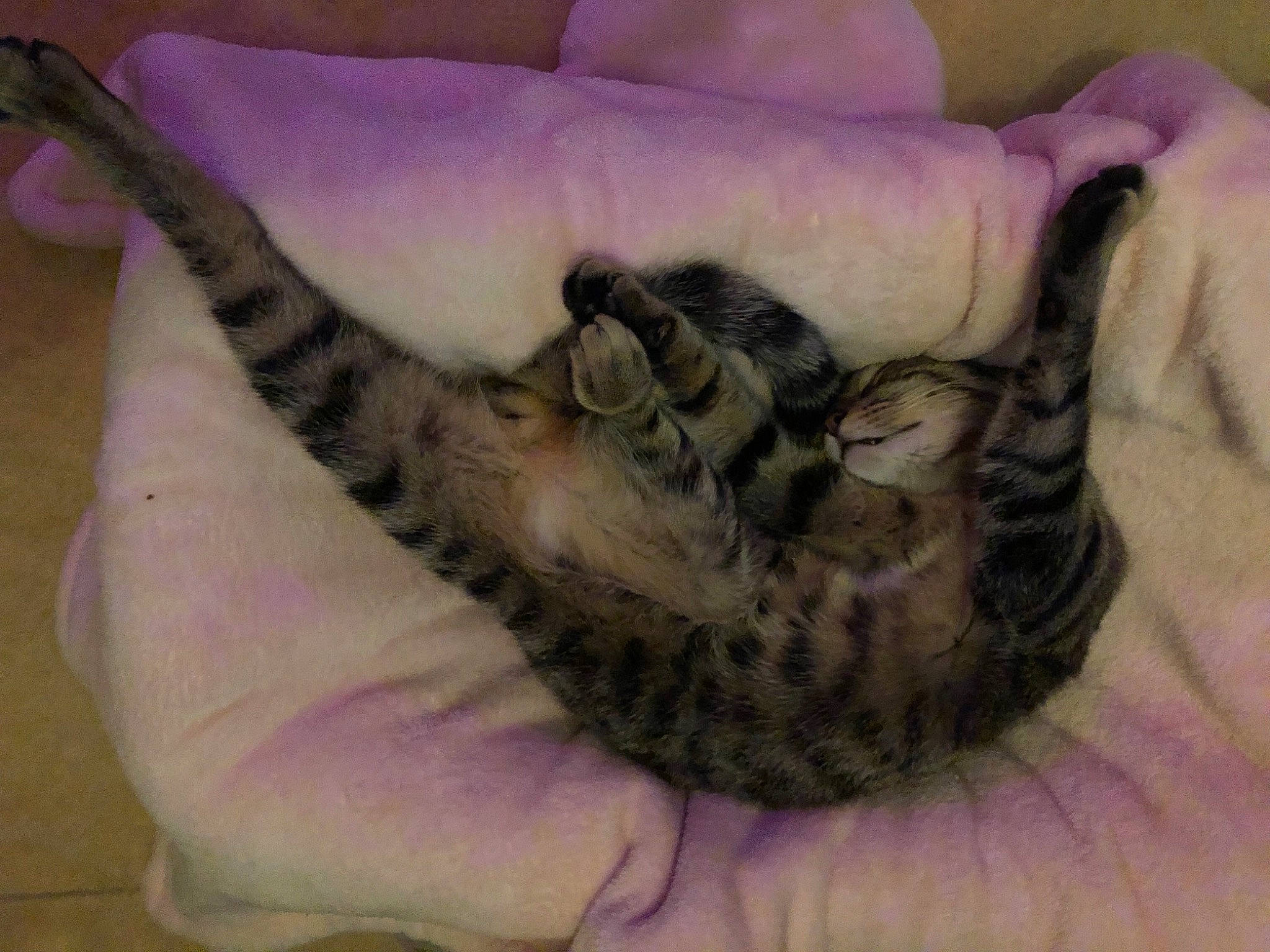 Baguerra participe au concours pour gagner de l'argent avec cette photo : canidae, carnivore, cat, cat_bed, claw, comfort, dog_breed, domestic_short_haired_cat, fawn, felidae, fur, nap, pattern, paw, small_to_medium_sized_cats, snout, sporting_group, tail, terrestrial_animal, whiskers