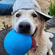 Sweety participe au concours pour gagner de l'argent avec cette photo : dog, golden_retriever, ball, blue_ball, cap, baseball_cap, tongue, pet, outdoor, backyard, playful, animal, canine, close_up, fur, happy, summer, garden, potted_plant, recreation