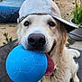 dog, golden_retriever, ball, blue_ball, cap, baseball_cap, tongue, pet, outdoor, backyard, playful, animal, canine, close_up, fur, happy, summer, garden, potted_plant, recreation