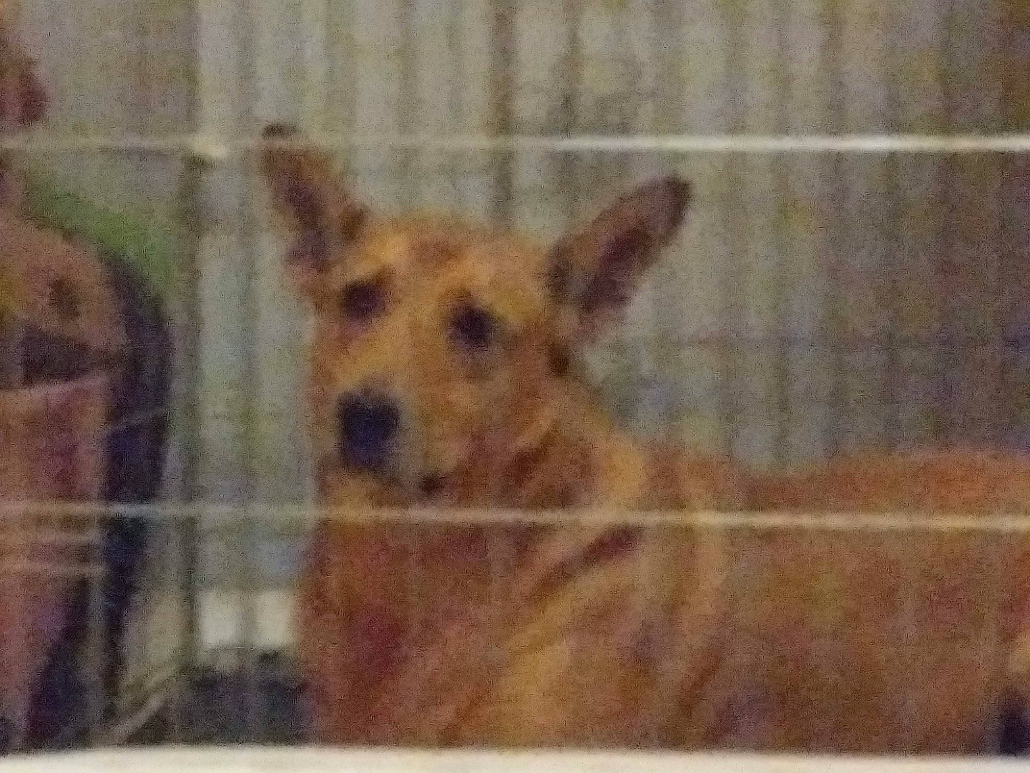 Mya participe au concours pour gagner de l'argent avec cette photo : animal_shelter, cage, canidae, carnivore, companion_dog, dog, dog_breed, dog_supply, fawn, fence, flooring, fur, mesh, pattern, pet_supply, rectangle, snout, terrestrial_animal, wildlife, wood