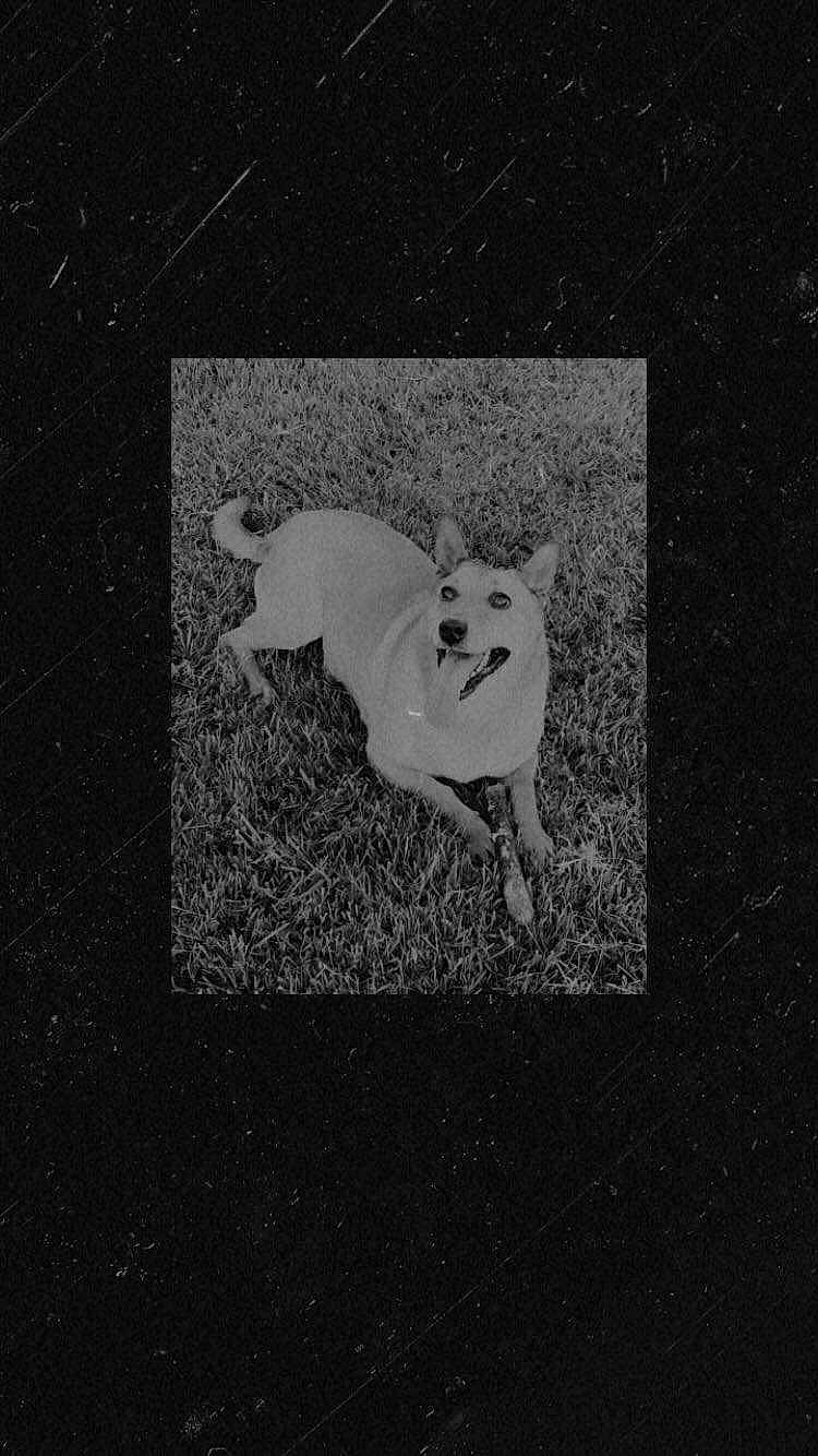 Mya a rejoint le concours — aidez-le/la à gagner de superbes lots ! art, black_and_white, canidae, carnivore, companion_dog, darkness, dog, dog_breed, fawn, flash_photography, font, grass, grey, head, monochrome, monochrome_photography, snout, tail, terrestrial_animal, whiskers