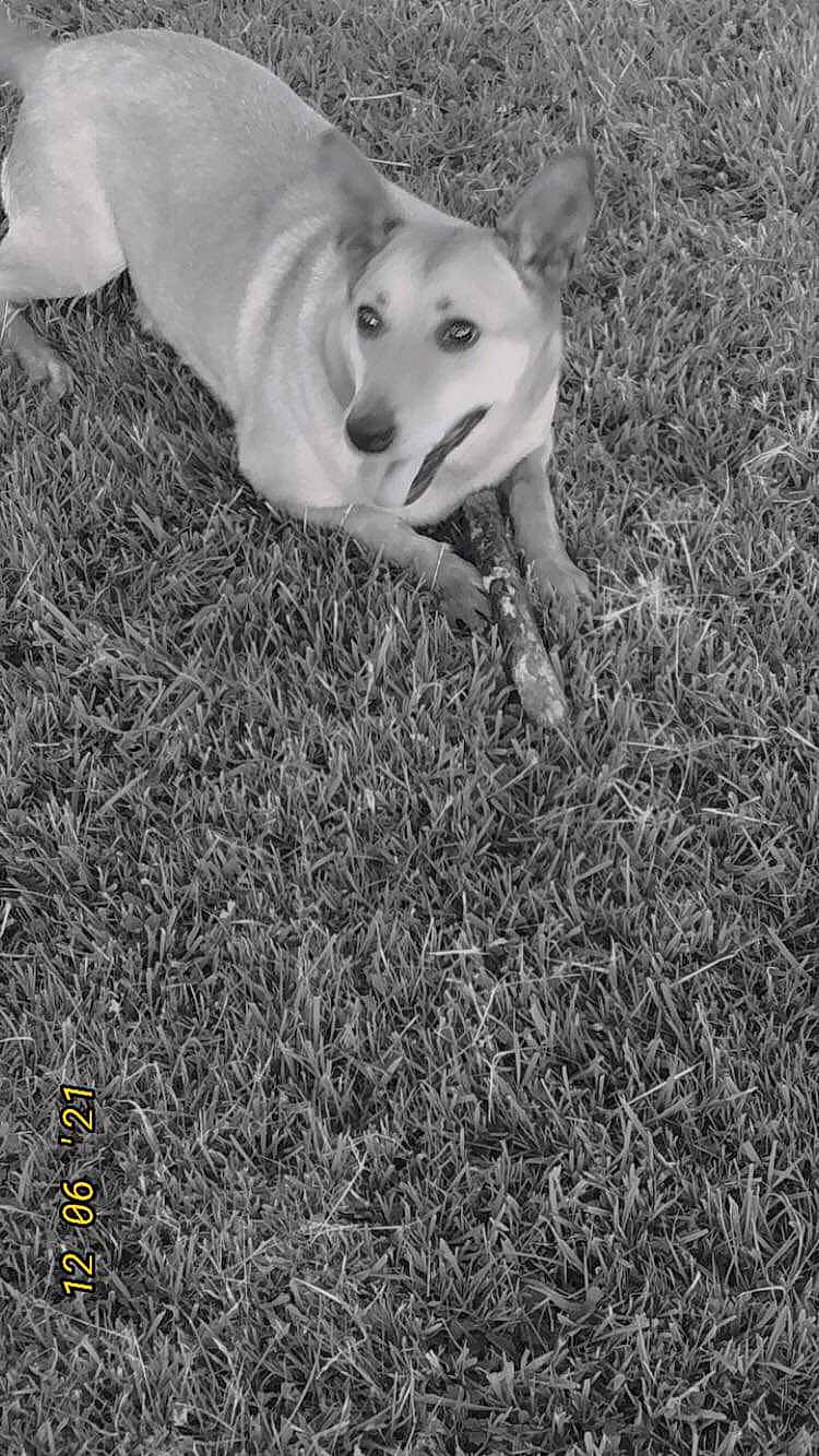 Mya participe au concours pour gagner de l'argent avec cette photo : canidae, carnivore, companion_dog, dog, dog_breed, fawn, grass, guard_dog, mammal, monochrome, monochrome_photography, plant, snout, soil, sporting_group, street_dog, tail, terrestrial_animal, vertebrate, working_animal