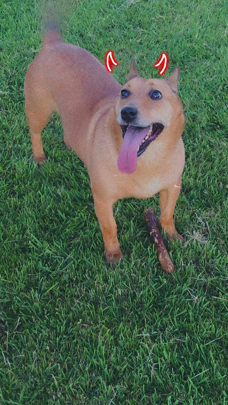 Mya participe au concours pour gagner de l'argent avec cette photo : canidae, carnivore, collar, companion_dog, dog, dog_breed, dog_clothes, dog_collar, dog_sports, dog_supply, fashion_accessory, fawn, grass, paw, plant, snout, sporting_group, tail, toy, working_animal