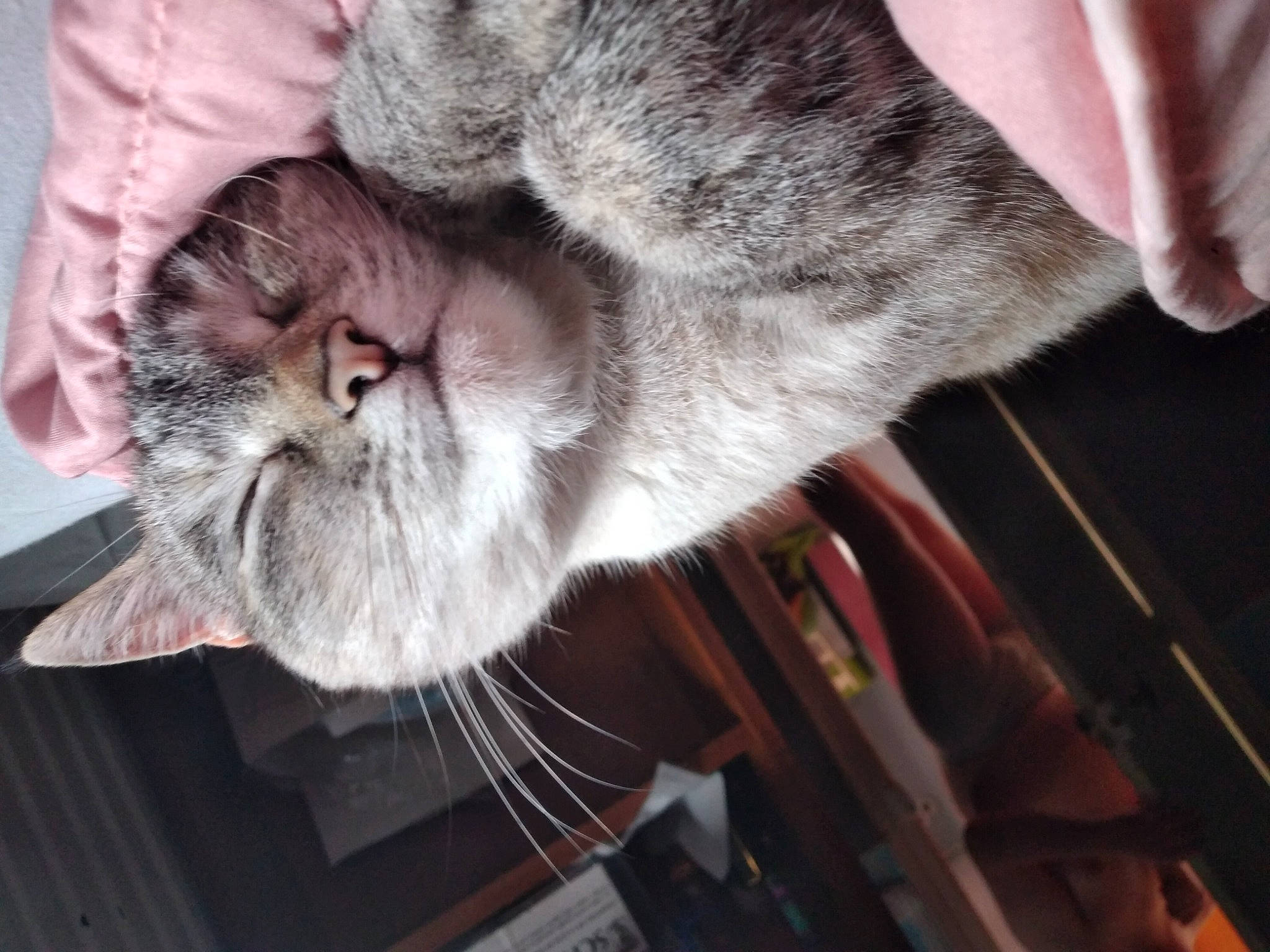 Kitty a rejoint le concours — aidez-le/la à gagner de superbes lots ! carnivore, cat, claw, comfort, domestic_short_haired_cat, felidae, fur, paw, russian_blue, small_to_medium_sized_cats, snout, tail, thumb, whiskers