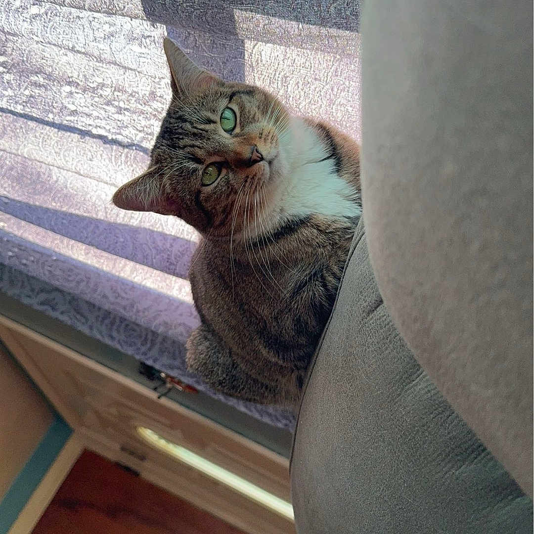 Hermonie