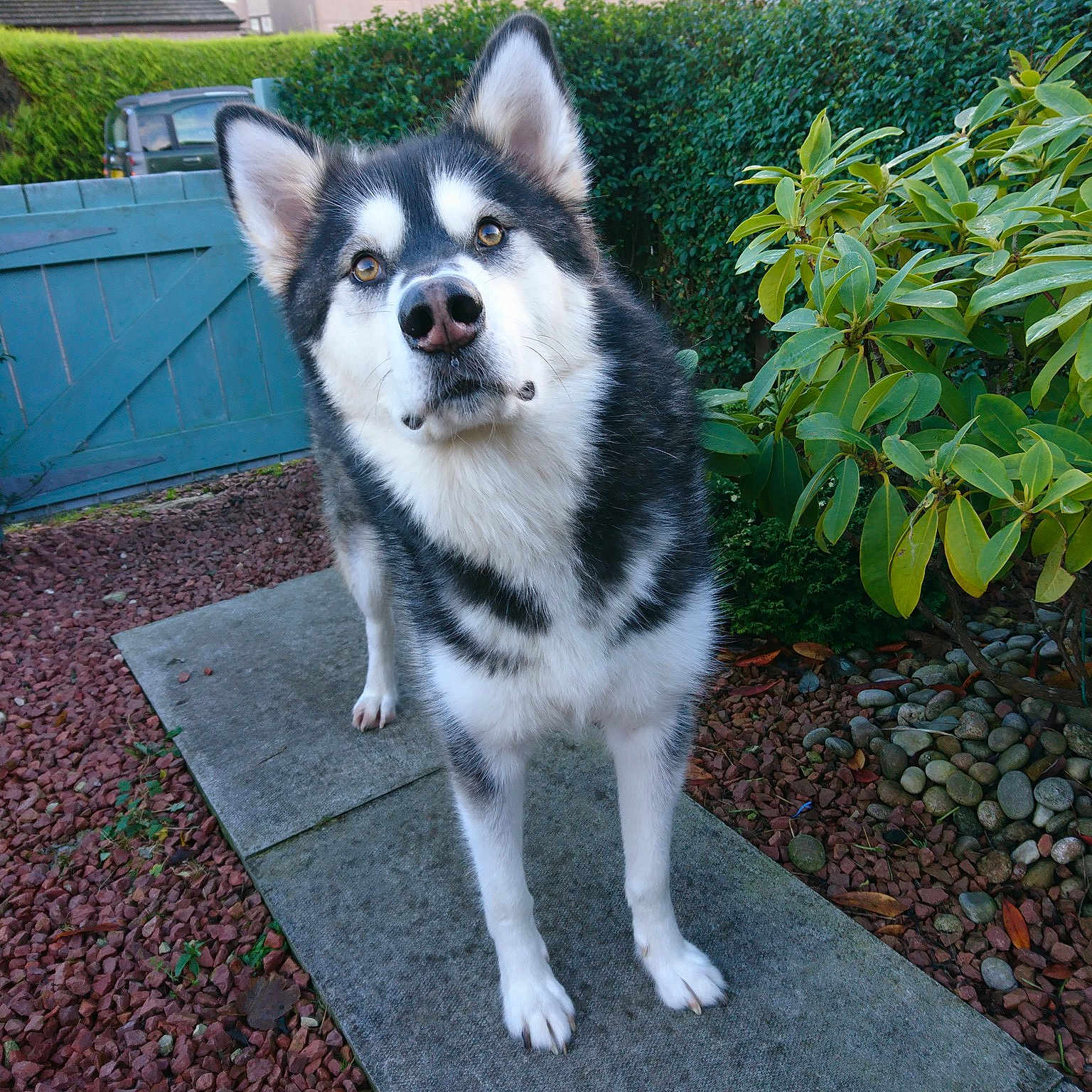 Zak