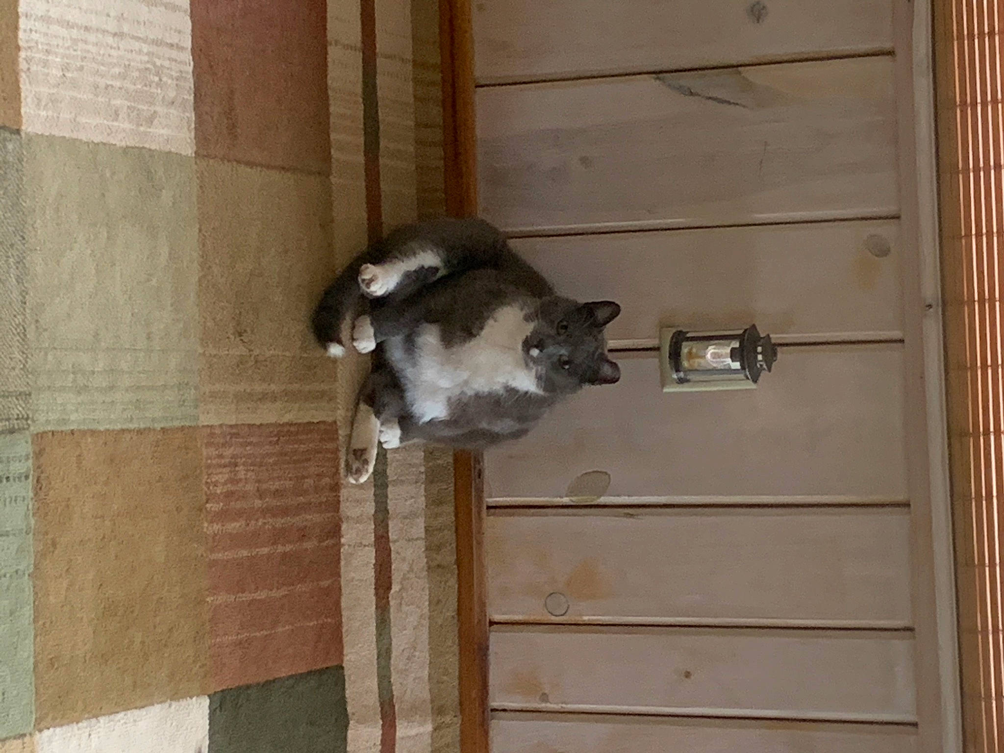 David is registered to the contest to win money with this photo: carnivore, cat, dog_breed, door, felidae, fur, hardwood, small_to_medium_sized_cats, tail, wood