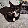 Knuckles is registered to the contest to win money with this photo: cat, black_and_white, pet, animal, feline, whiskers, ears, nose, paws, blanket, soft_texture, indoor, cozy, curious, lying_down, close_up, fur, domestic_animal, relaxing, mammal