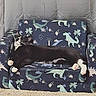 cat, black_and_white_cat, dinosaur_pattern, armchair, small_furniture, carpet, indoor, relaxed, cute, pet, feline, cozy, resting, whiskers, paws, home, animal, cute_pet, sleeping, domestic_cat