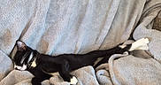 Knuckles is registered to the contest to win money with this photo: cat, black_and_white, sleeping, relaxed, blanket, furry, cozy, indoor, pet, feline, soft_texture, animal, resting, comfortable, domestic, whiskers, paw, collar, cute, laid_back
