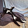 Knuckles is registered to the contest to win money with this photo: cat, black_and_white_cat, pet, relaxed, stretched_out, blanket, soft_texture, cozy, indoor, resting, animal, feline, cute, sleepy, paw, fur, whiskers, comfort, lying_down, nap
