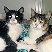Pepper is registered to the contest to win money with this photo: cat, indoor, bedspread, patterned, black_and_white_cat, calico_cat, pets, two_cats, feline, resting, animal, domestic, cute, whiskers, ears, pink_nose, eyes, tail, front_paws, door