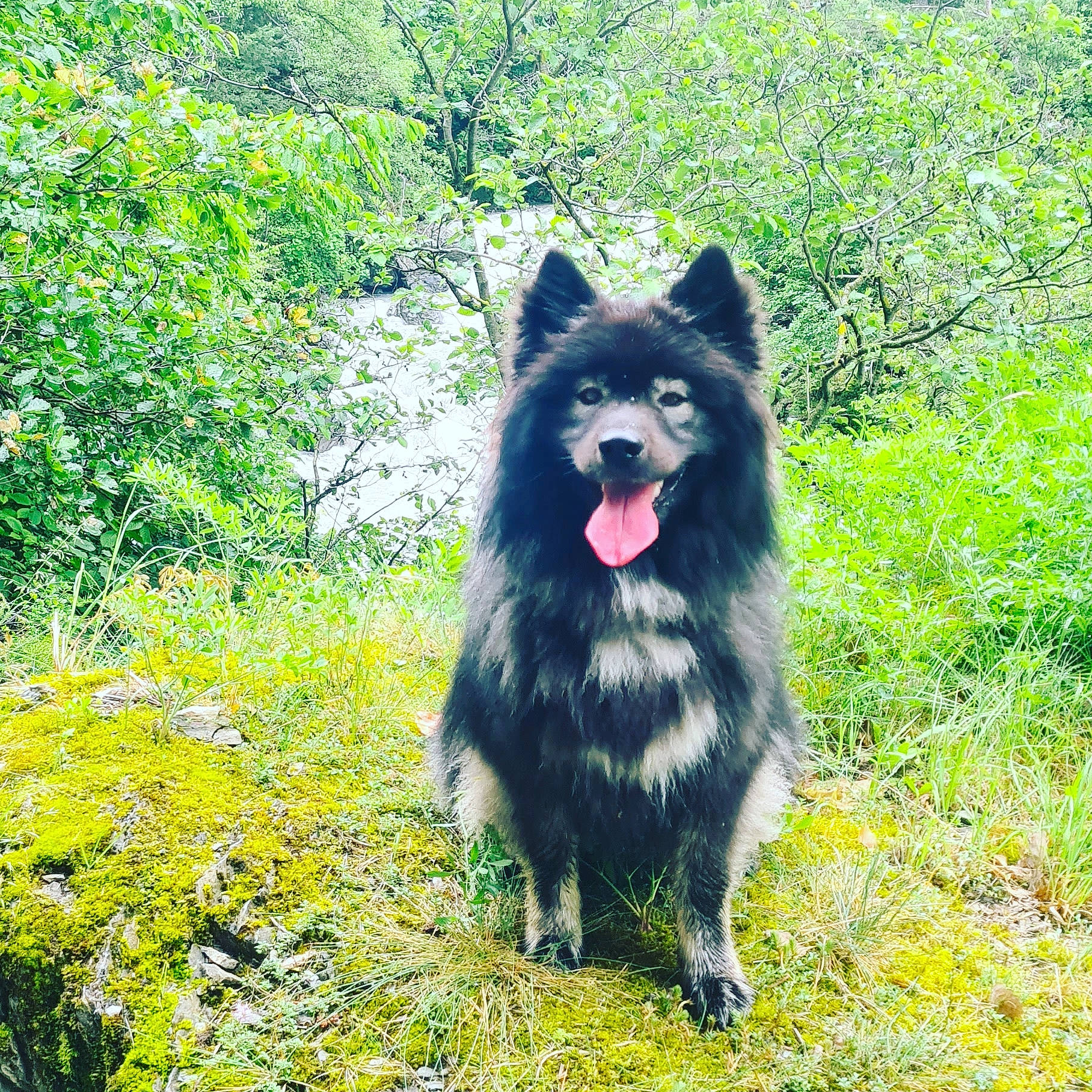 Moon a rejoint le concours — aidez-le/la à gagner de superbes lots ! canidae, canis, carnivore, companion_dog, dog, dog_breed, dog_supply, german_spitz_mittel, grass, groundcover, herding_dog, king_shepherd, old_german_shepherd_dog, plant, snout, spitz, sporting_group, tree, working_animal, working_dog