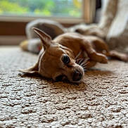 Jinx joined the competition — help win amazing prizes! dog, small_dog, lying_down, carpet, indoor, close_up, pet, resting, ears, whiskers, window, blurred_background, cozy, soft_light, fur, animal, cute, relaxed, brown_dog, home