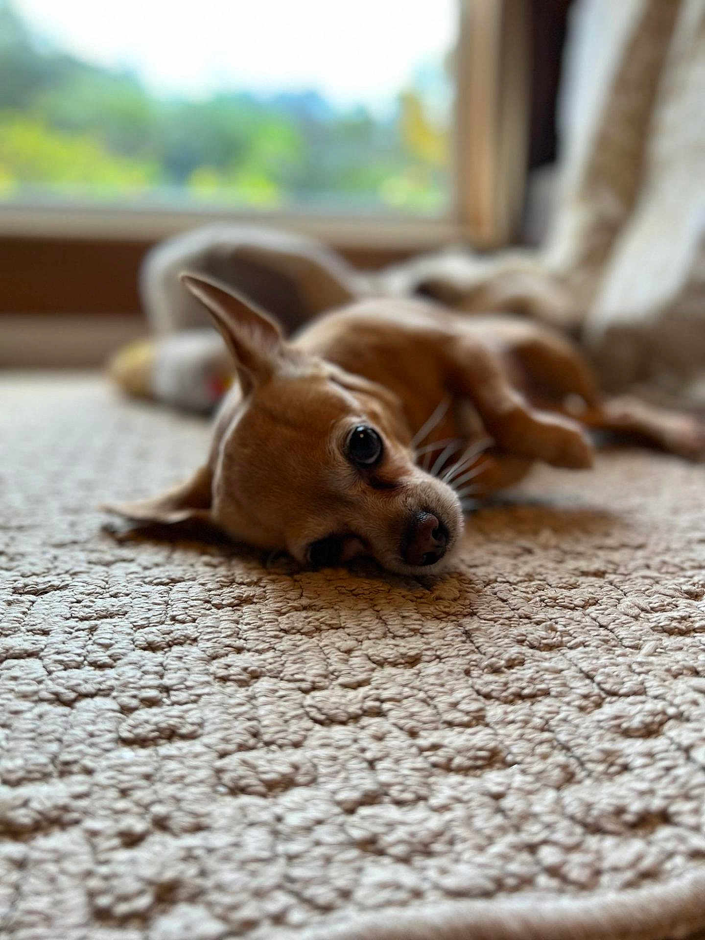 Jinx joined the competition — help win amazing prizes! dog, small_dog, lying_down, carpet, indoor, close_up, pet, resting, ears, whiskers, window, blurred_background, cozy, soft_light, fur, animal, cute, relaxed, brown_dog, home
