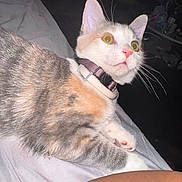Snow is registered to the contest to win money with this photo: abyssinian, accessories, angora, animal, bed, blanket, bodypart, cat, couch, formalwear, furniture, indoors, kitten, manx, mouth, person, pet, sleeping, strap, tie