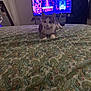 Snow is registered to the contest to win money with this photo: animal, bed, bedroom, cat, computer, computerhardware, computerkeyboard, couch, electronics, furniture, hardware, indoors, monitor, pattern, person, pet, quilt, room, screen, tv