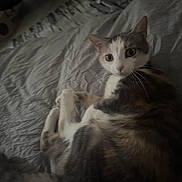 Snow Robinson is registered to the contest to win money with this photo: cat, indoor, bed, feline, animal, pet, fur, whiskers, curious, resting, domestic, mammal, tabby, laying, looking, bedspread, cozy, quiet, soft, shadow