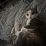 cat, indoor, bed, feline, animal, pet, fur, whiskers, curious, resting, domestic, mammal, tabby, laying, looking, bedspread, cozy, quiet, soft, shadow