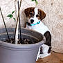 puppy, dog, flowerpot, tree, plant, collar, pet, indoor, brown, white, curious, young, animal, floor, tile, green_leaves, container, wall, cute, small