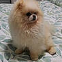 dog, pomeranian, fluffy, bed, bedding, leaf_pattern, pet, animal, indoor, cute, small_dog, fur, sitting, looking_away, bedroom, domestic_animal, companion, cute_pet, animal_portrait, soft_lighting