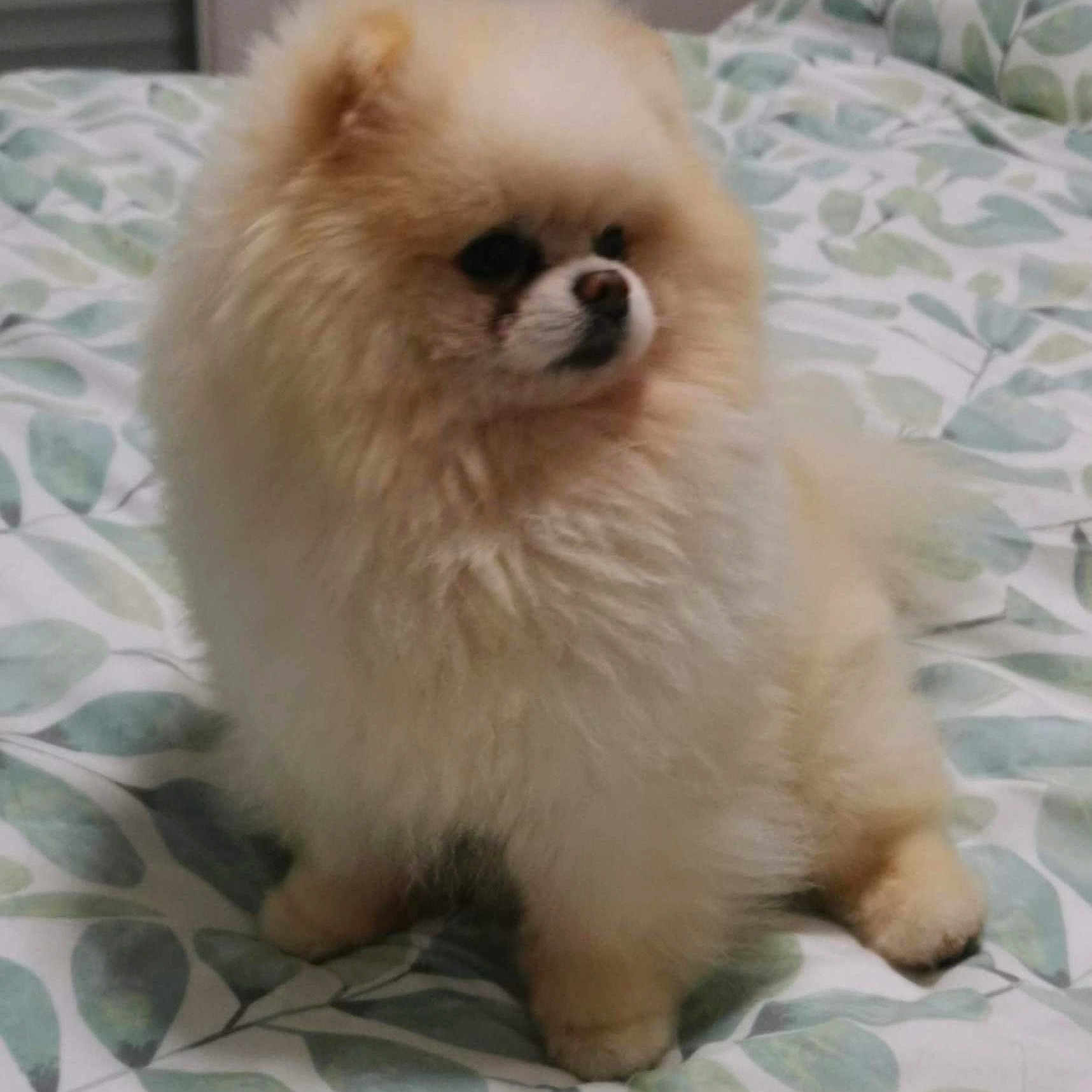 Babychou participe au concours pour gagner de l'argent avec cette photo : animal, animal_portrait, bed, bedding, bedroom, companion, cute, cute_pet, dog, domestic_animal, fluffy, fur, indoor, leaf_pattern, looking_away, pet, pomeranian, sitting, small_dog, soft_lighting