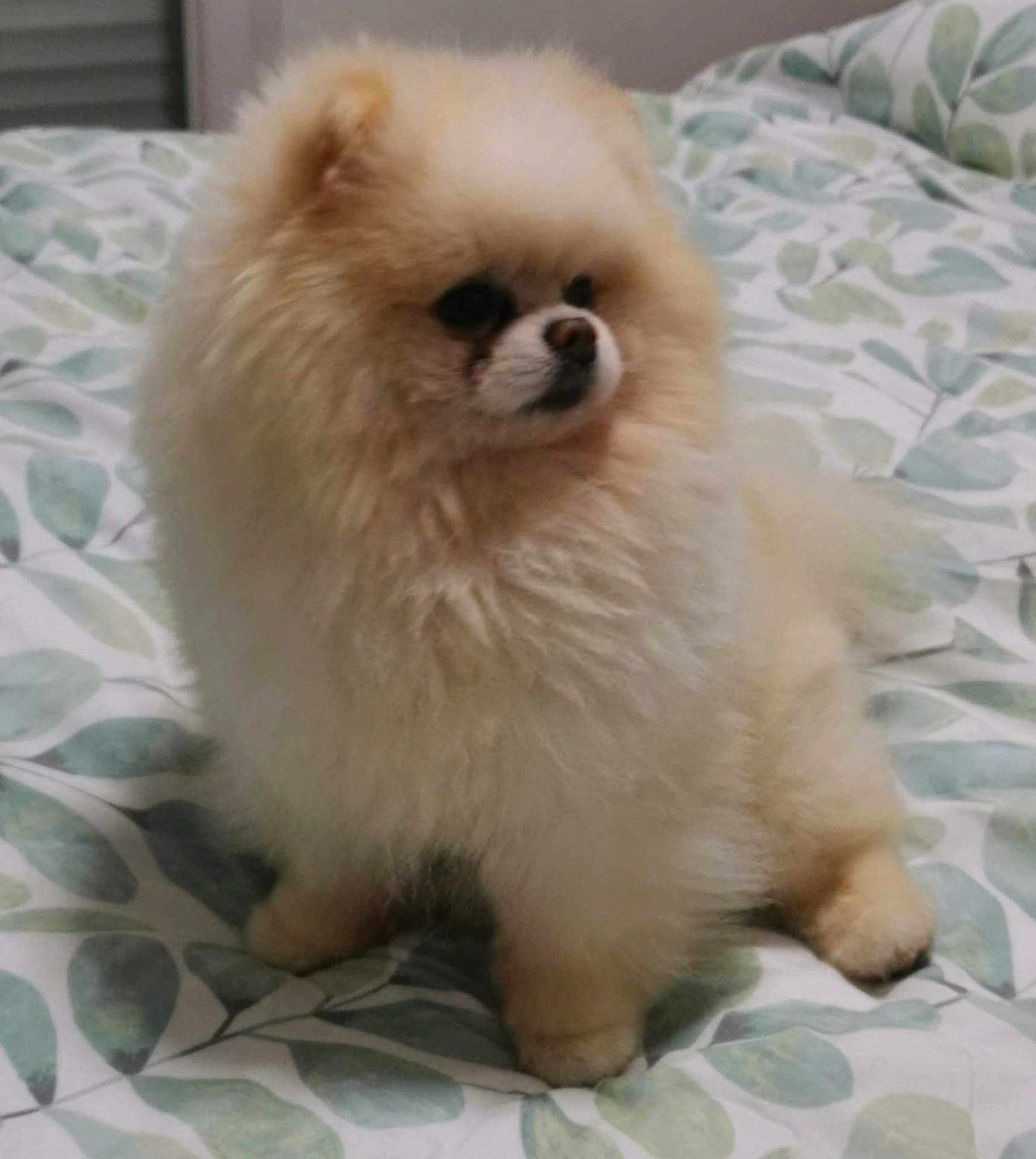 Babychou participe au concours pour gagner de l'argent avec cette photo : dog, pomeranian, fluffy, bed, bedding, leaf_pattern, pet, animal, indoor, cute, small_dog, fur, sitting, looking_away, bedroom, domestic_animal, companion, cute_pet, animal_portrait, soft_lighting