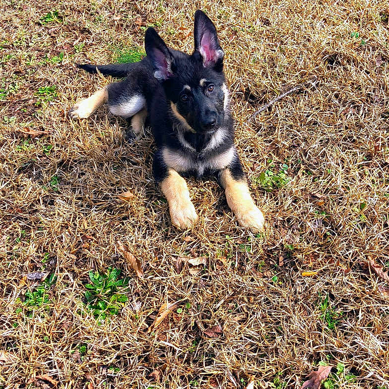 Reiker joined the competition — help win amazing prizes! alert, animal, black, brown, canine, cute, daytime, dog, ears_up, field, german_shepherd, grass, laying_down, nature, outdoor, pet, playful, puppy, sunlight, young