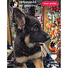 animal, black_and_tan, cute, dog, ears_up, furry, german_shepherd, indoors, pet_accessories, pet_shopping, pet_store, profile, puppy, screen_capture, shopping_cart, side_view, social_media, tiktok, toys, young_dog