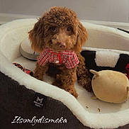 Cairo joined the competition — help win amazing prizes! dog, poodle, brown, pet, plaid_shirt, dog_bed, plush_toy, indoor, wood_floor, cozy, cute, looking_up, small_dog, fur, animal, home, flooring, toy, wearing_clothes, sitting