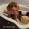 dog, poodle, brown, pet, plaid_shirt, dog_bed, plush_toy, indoor, wood_floor, cozy, cute, looking_up, small_dog, fur, animal, home, flooring, toy, wearing_clothes, sitting